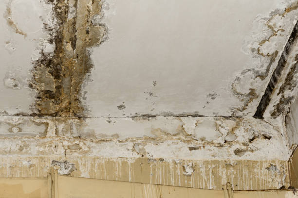 Best Commercial Mold Inspection  in Sweetwater, FL
