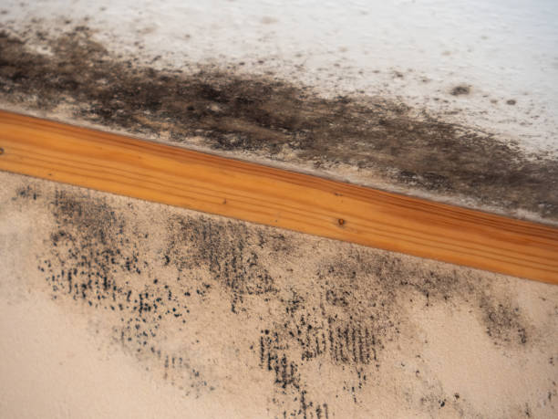 Best Environmental Consulting for Mold Prevention  in Sweetwater, FL