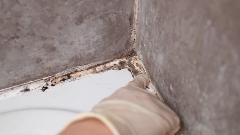 Best Forensic Mold Investigation  in Sweetwater, FL