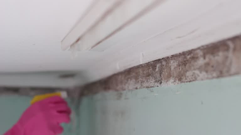 Best Emergency Mold Remediation  in Sweetwater, FL
